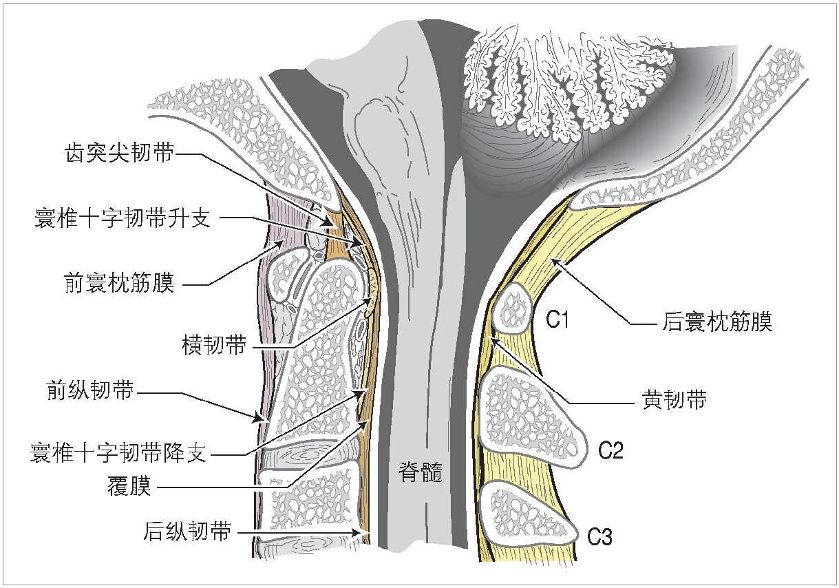 1.8 寰枕復(fù)合體的解剖